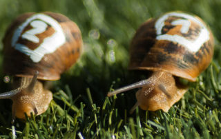 news_schneckenrennen